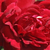 Rdeča - Vrtnica plezalka - Thor